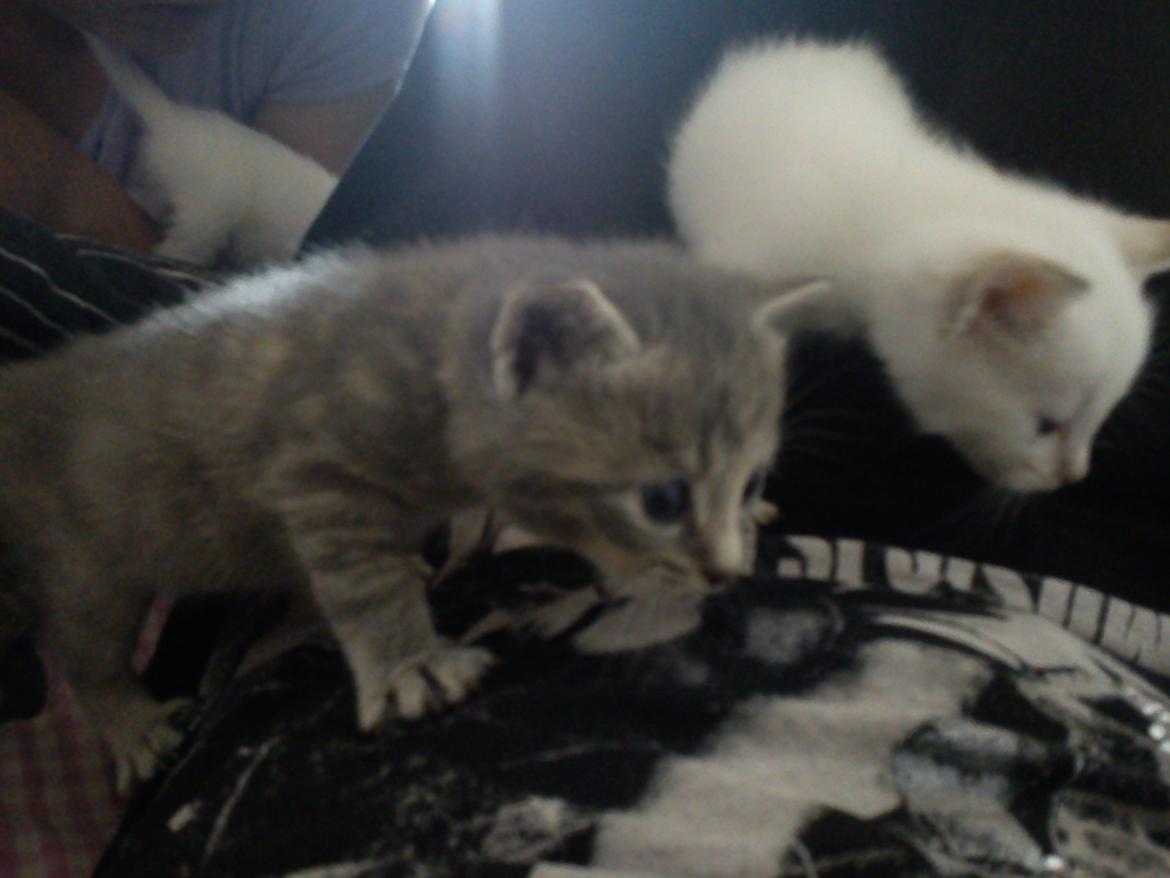 toves albino killinger :) billede 41