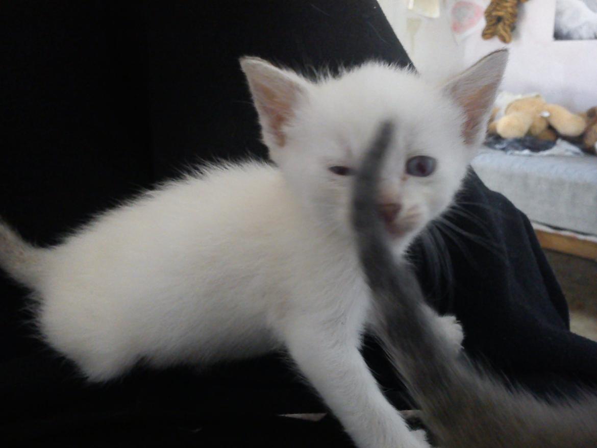 toves albino killinger :) billede 26