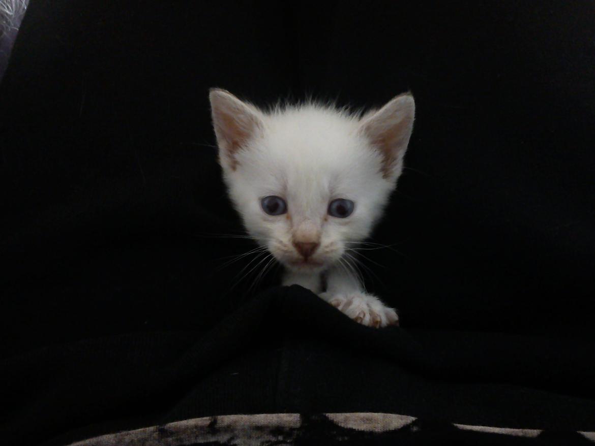 toves albino killinger :) billede 33