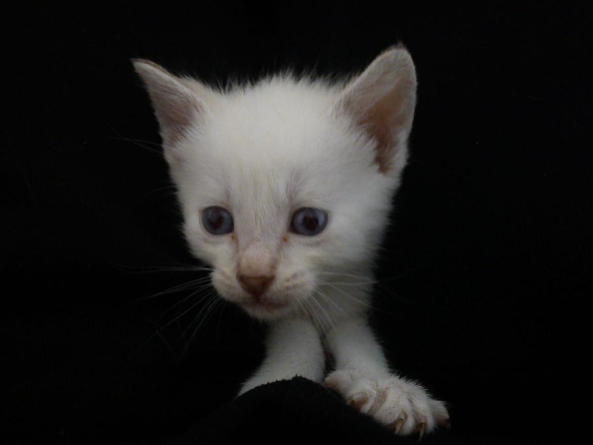 toves albino killinger :) billede 42