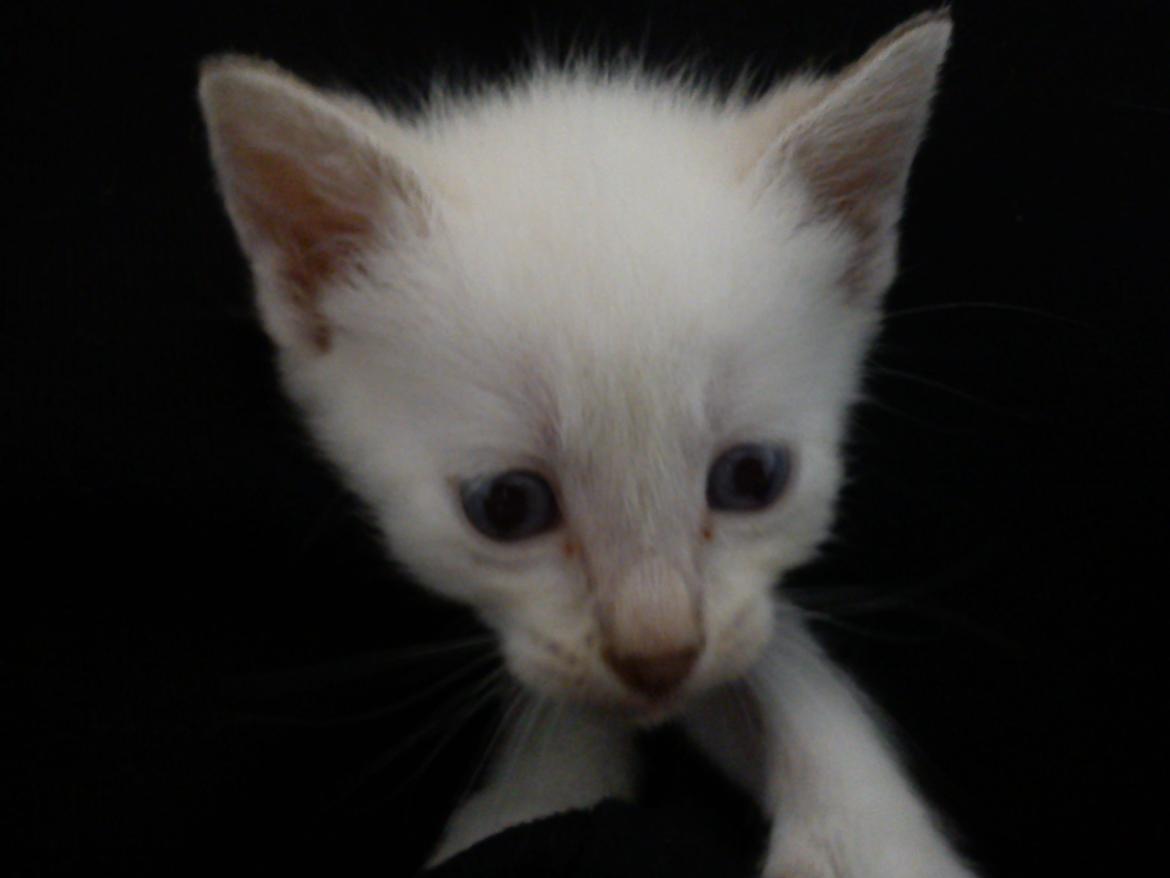 toves albino killinger :) billede 43