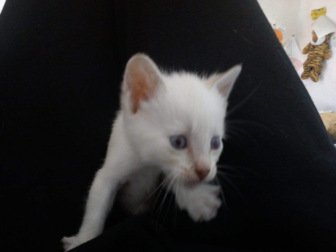 toves albino killinger :) billede 44