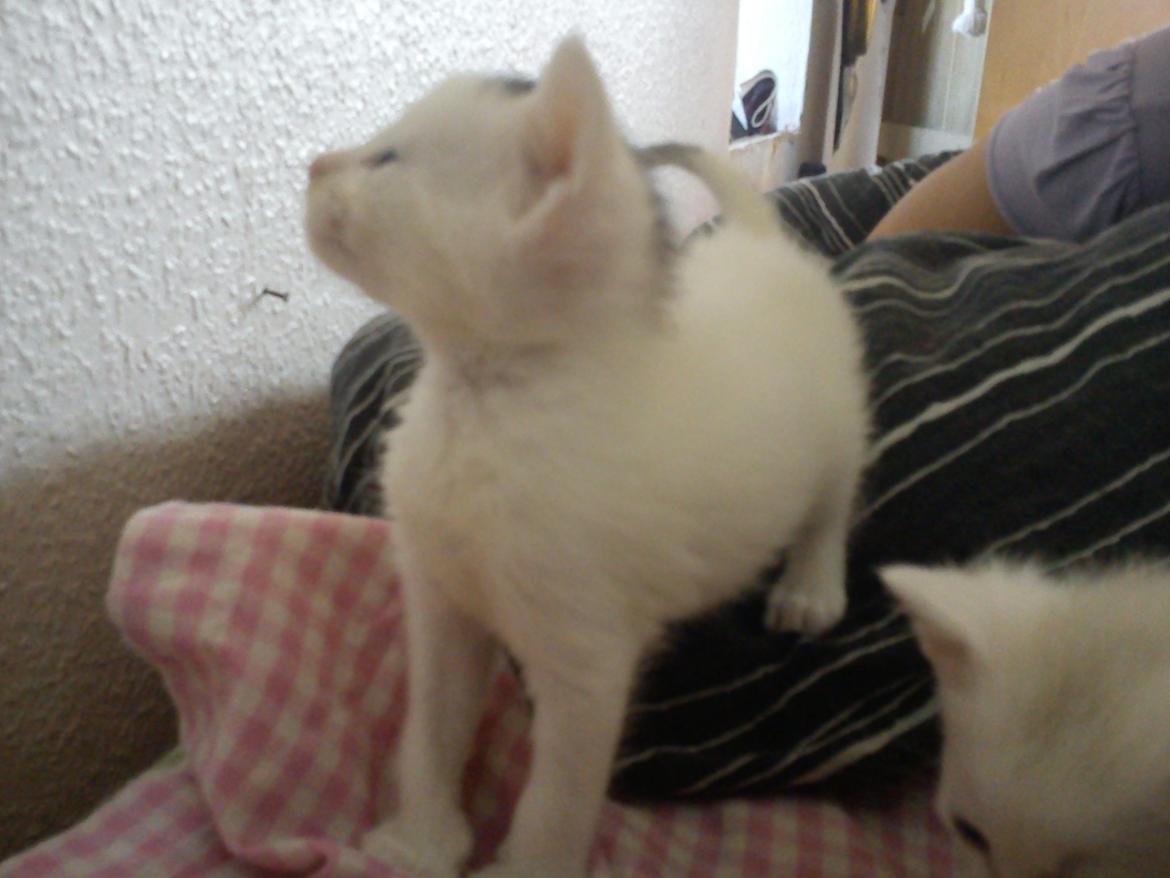 toves albino killinger :) billede 30