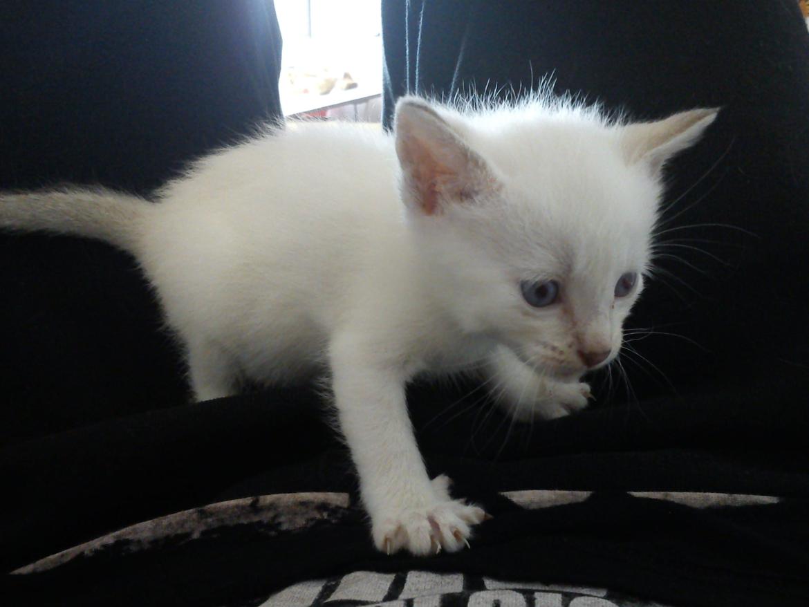 toves albino killinger :) billede 45