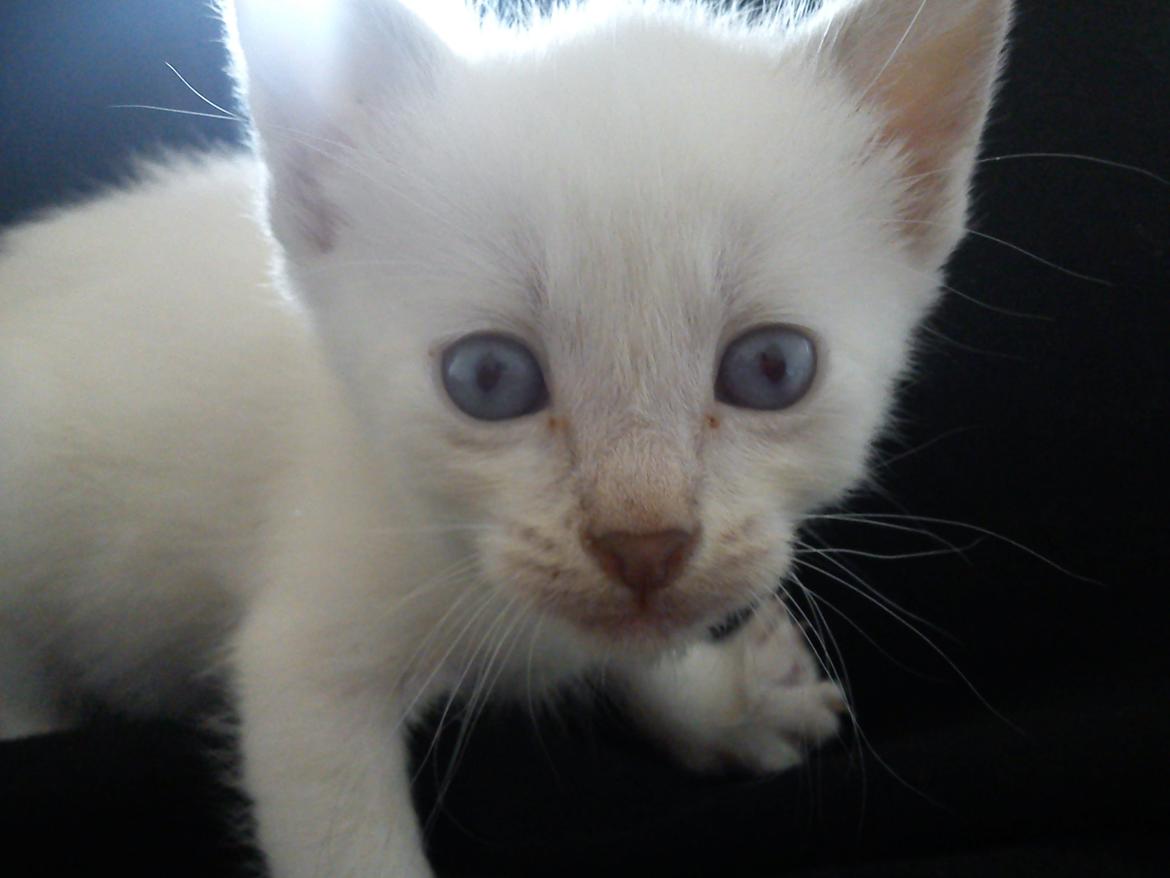 toves albino killinger :) billede 1