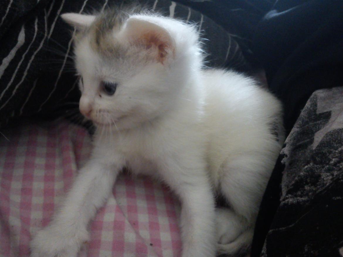 toves albino killinger :) billede 46