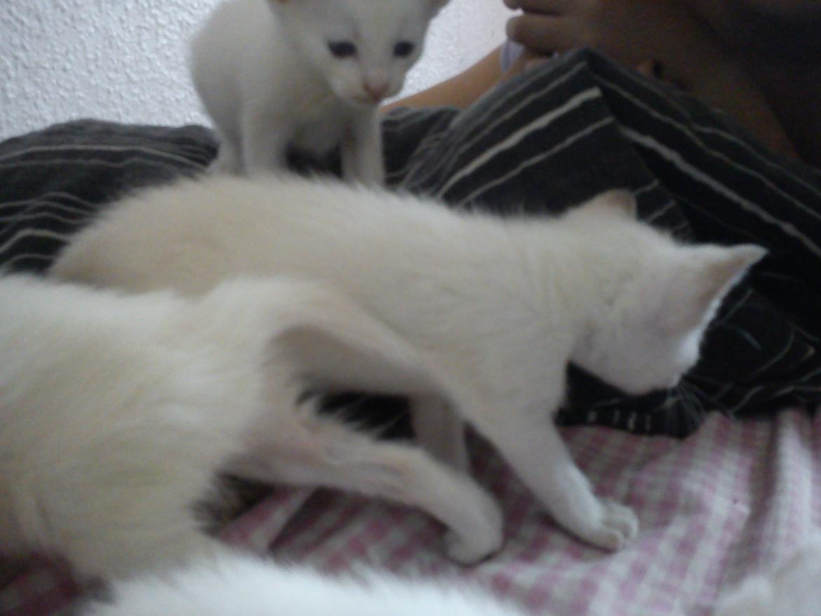 toves albino killinger :) billede 3