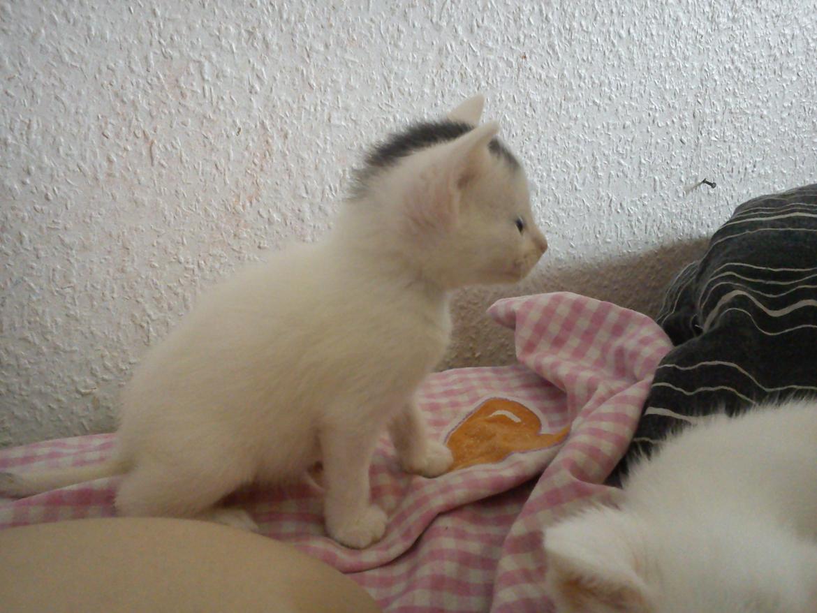 toves albino killinger :) billede 38