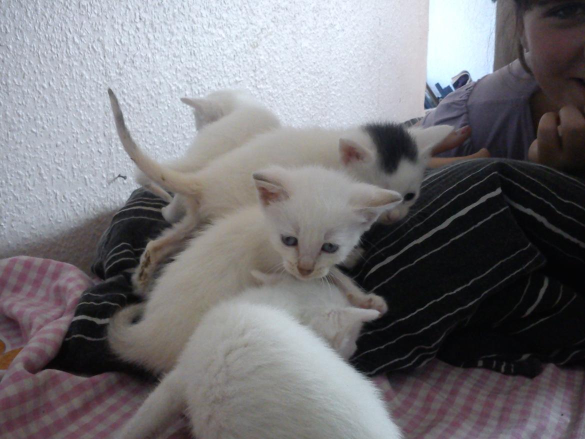 toves albino killinger :) billede 2