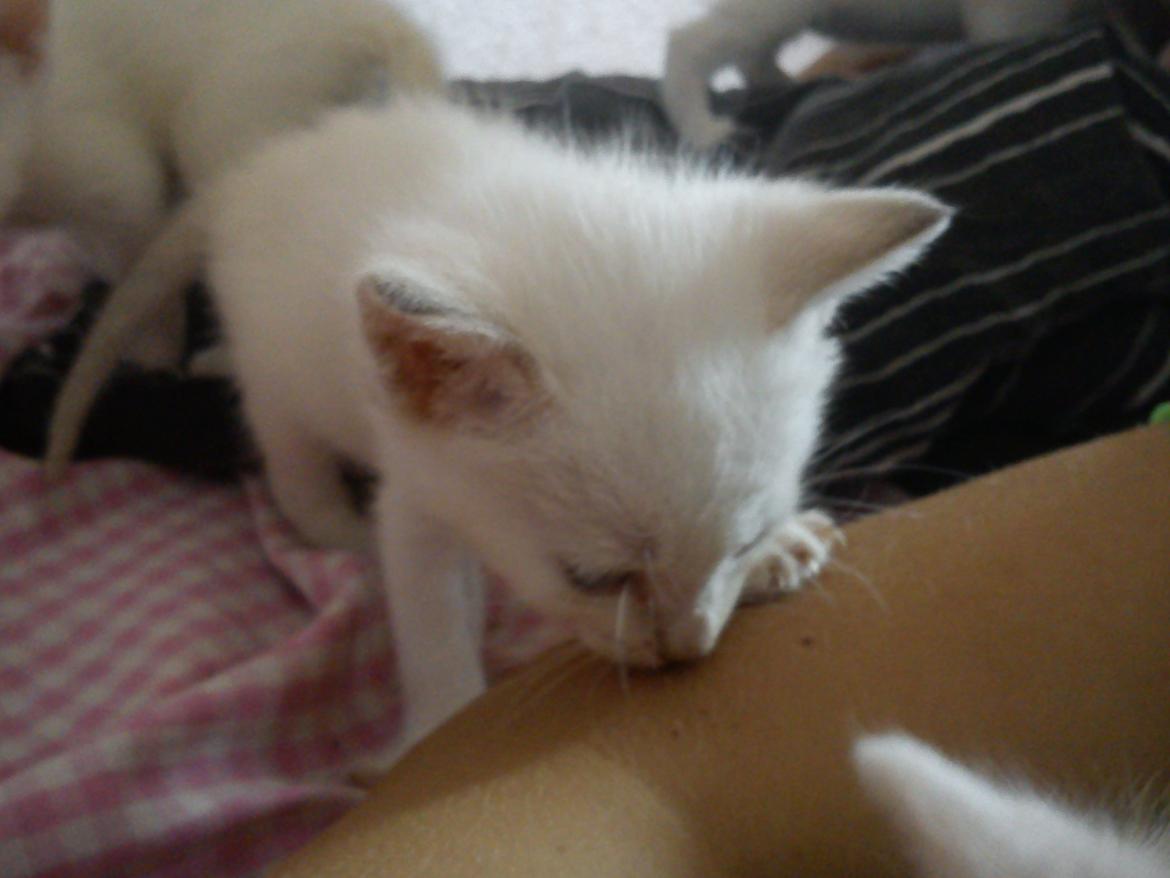 toves albino killinger :) billede 48