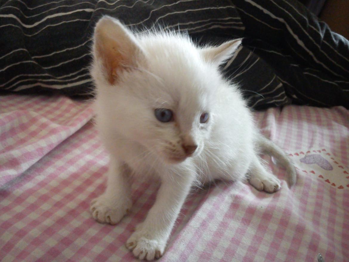 toves albino killinger :) billede 49