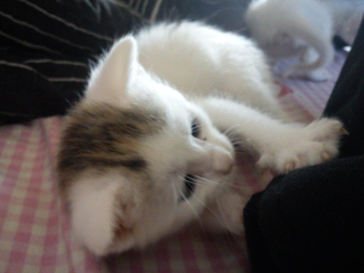 toves albino killinger :) billede 50