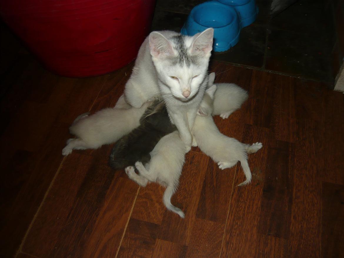 toves albino killinger :) billede 51