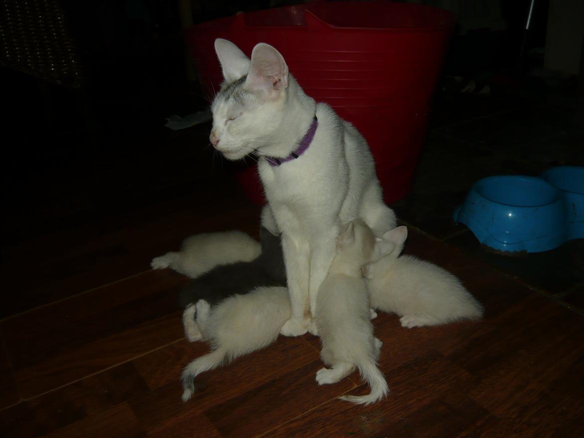 toves albino killinger :) billede 52