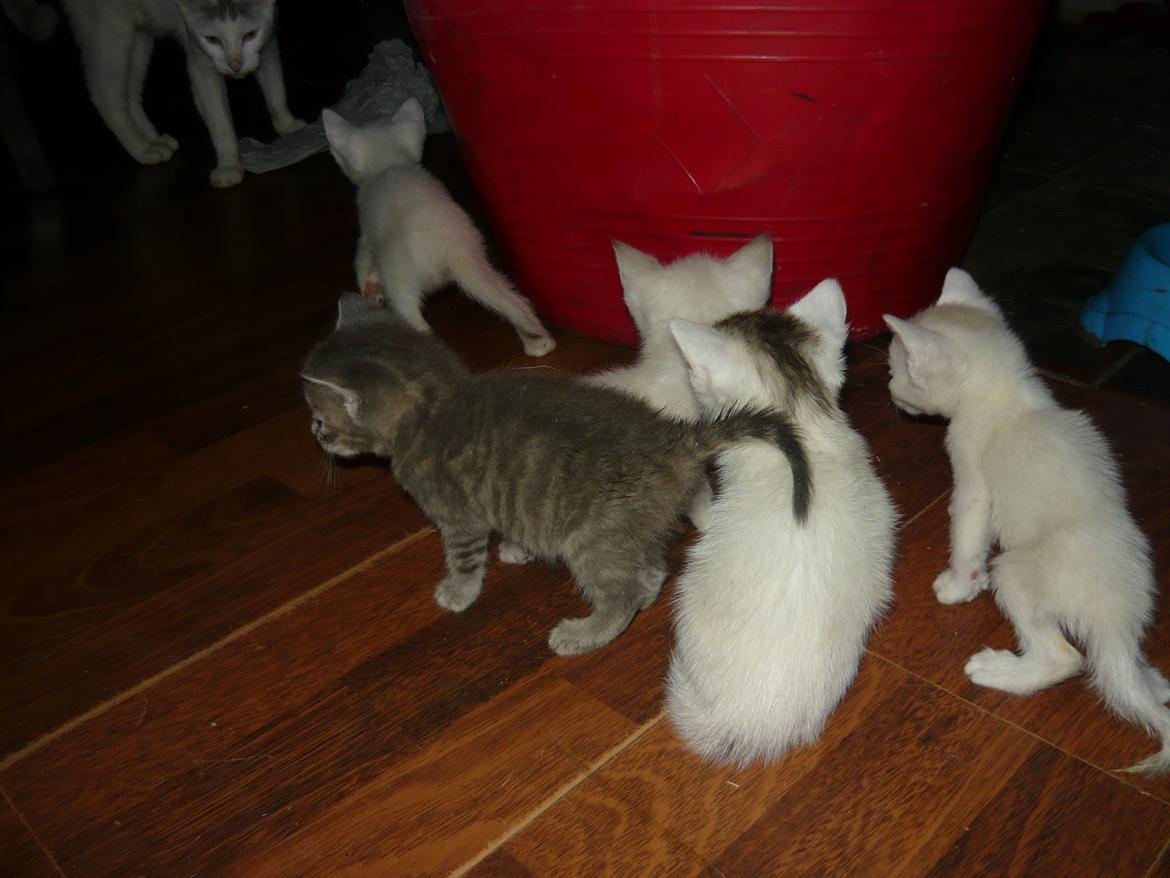 toves albino killinger :) billede 54