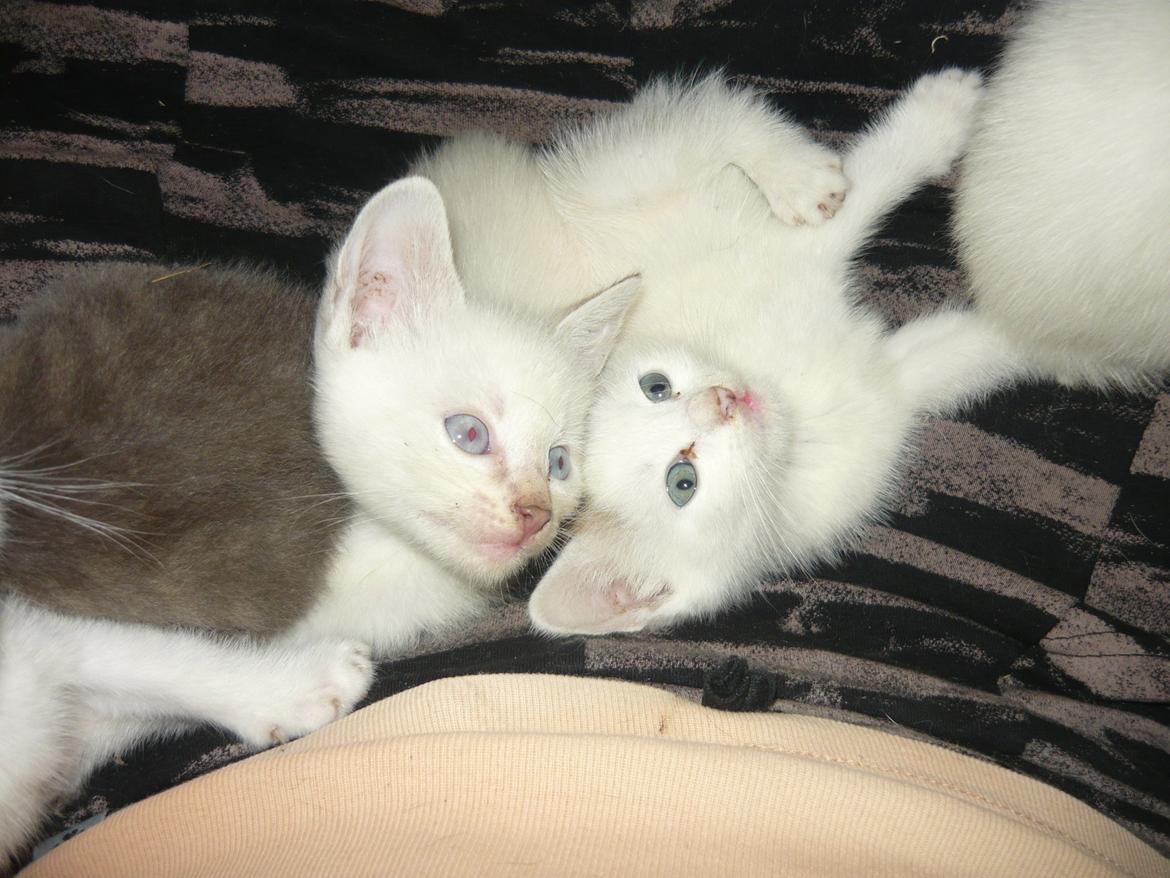 toves albino killinger :) billede 55