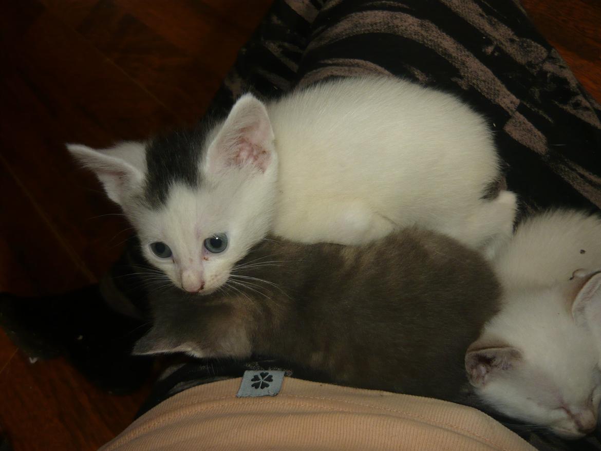 toves albino killinger :) billede 57