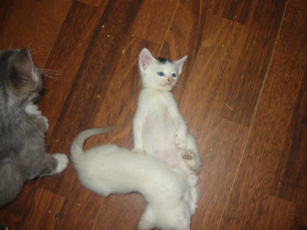 toves albino killinger :) billede 60