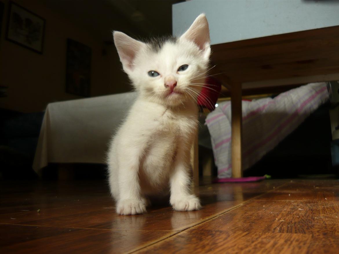 toves albino killinger :) billede 61