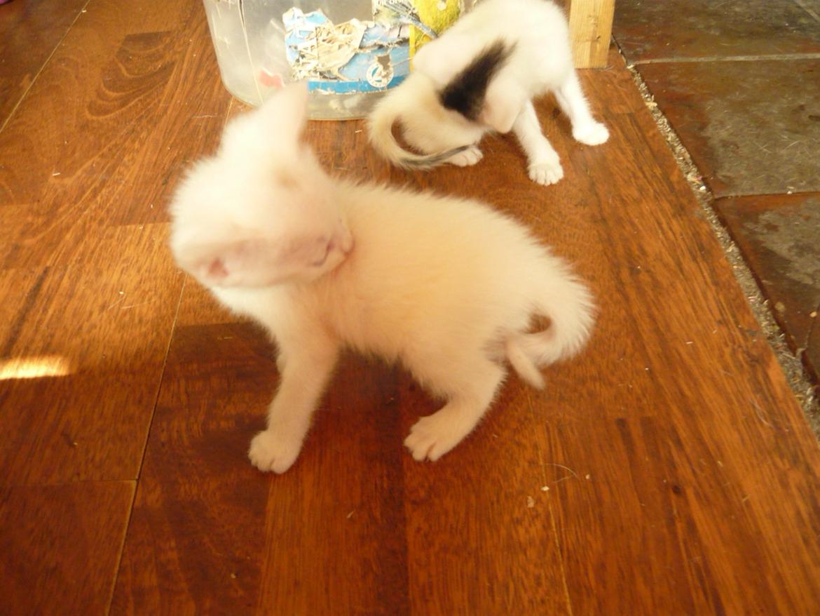 toves albino killinger :) billede 63