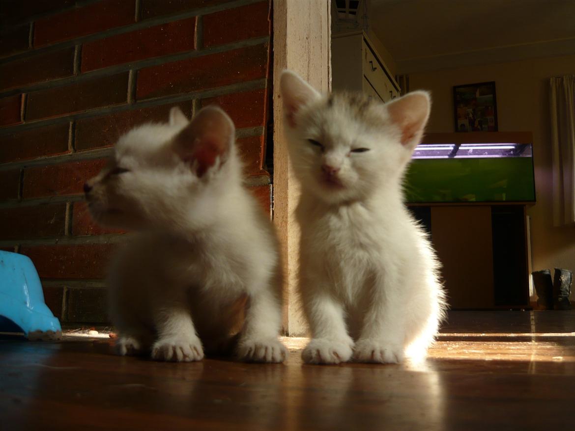 toves albino killinger :) billede 65