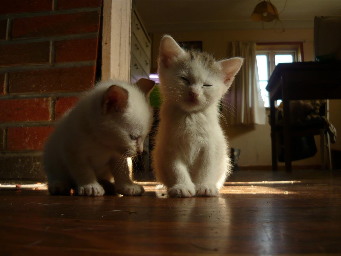 toves albino killinger :) billede 66