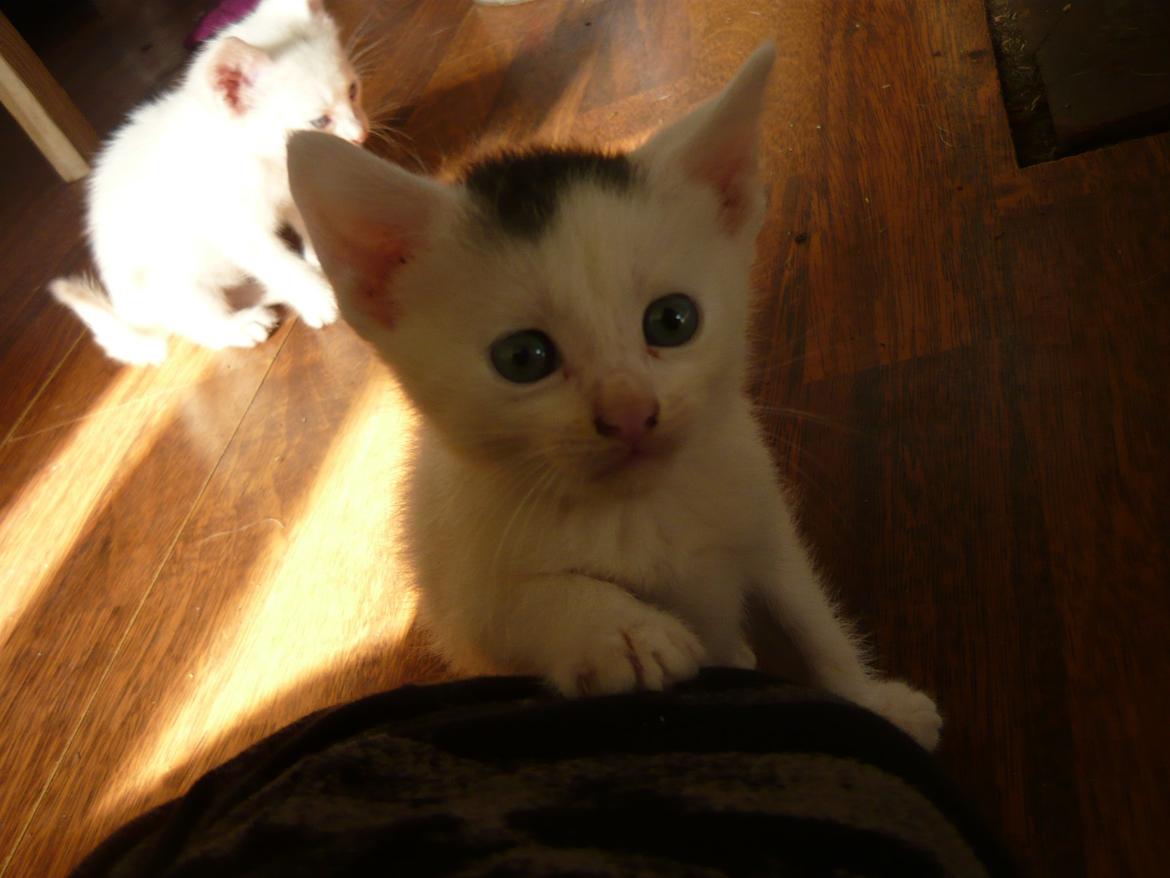 toves albino killinger :) billede 69