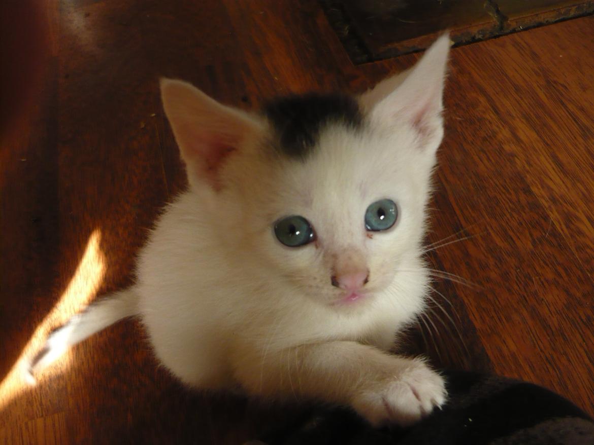 toves albino killinger :) billede 70