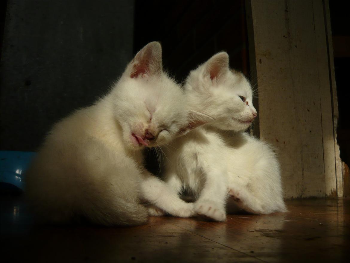 toves albino killinger :) billede 73