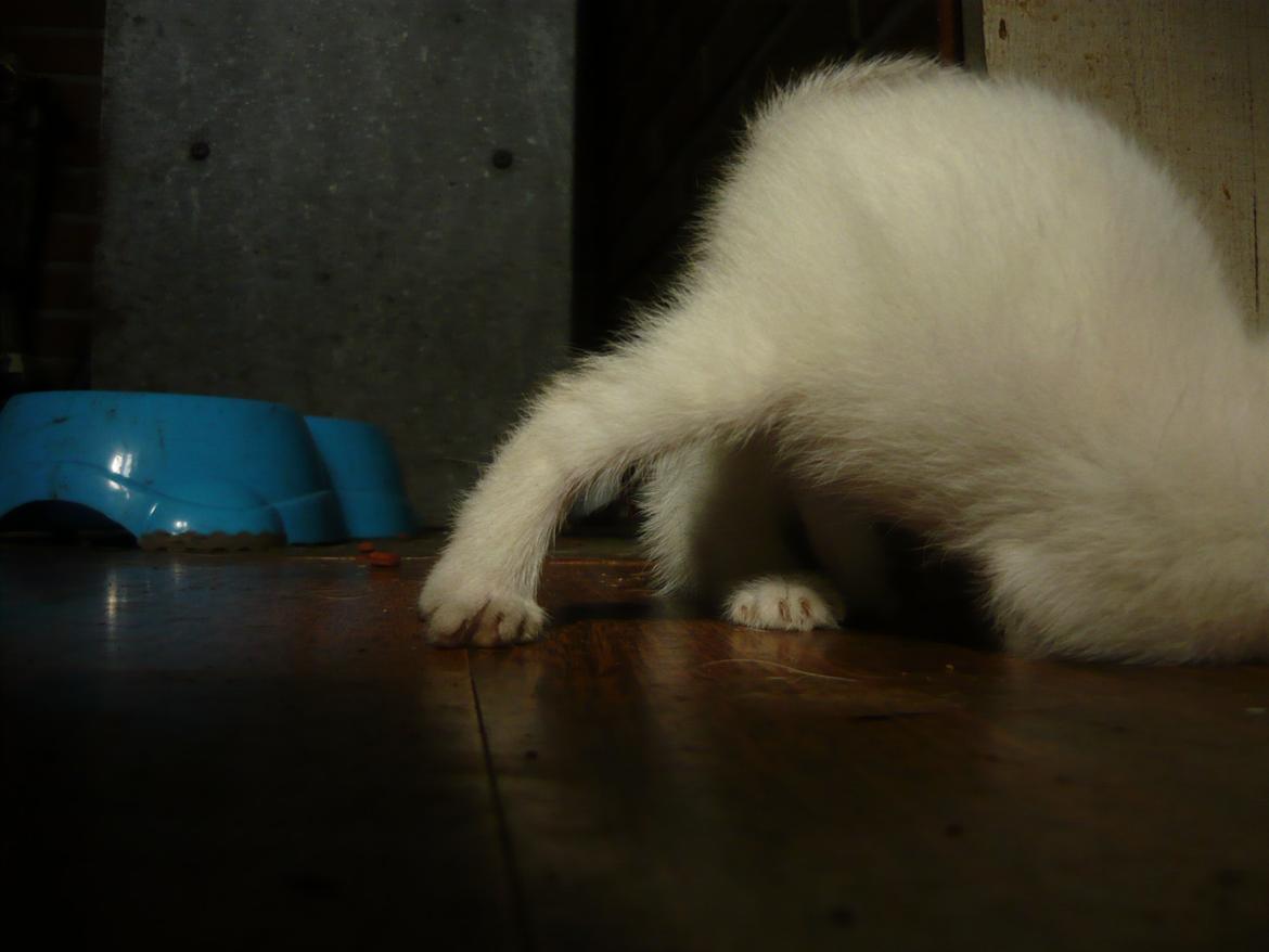 toves albino killinger :) billede 74