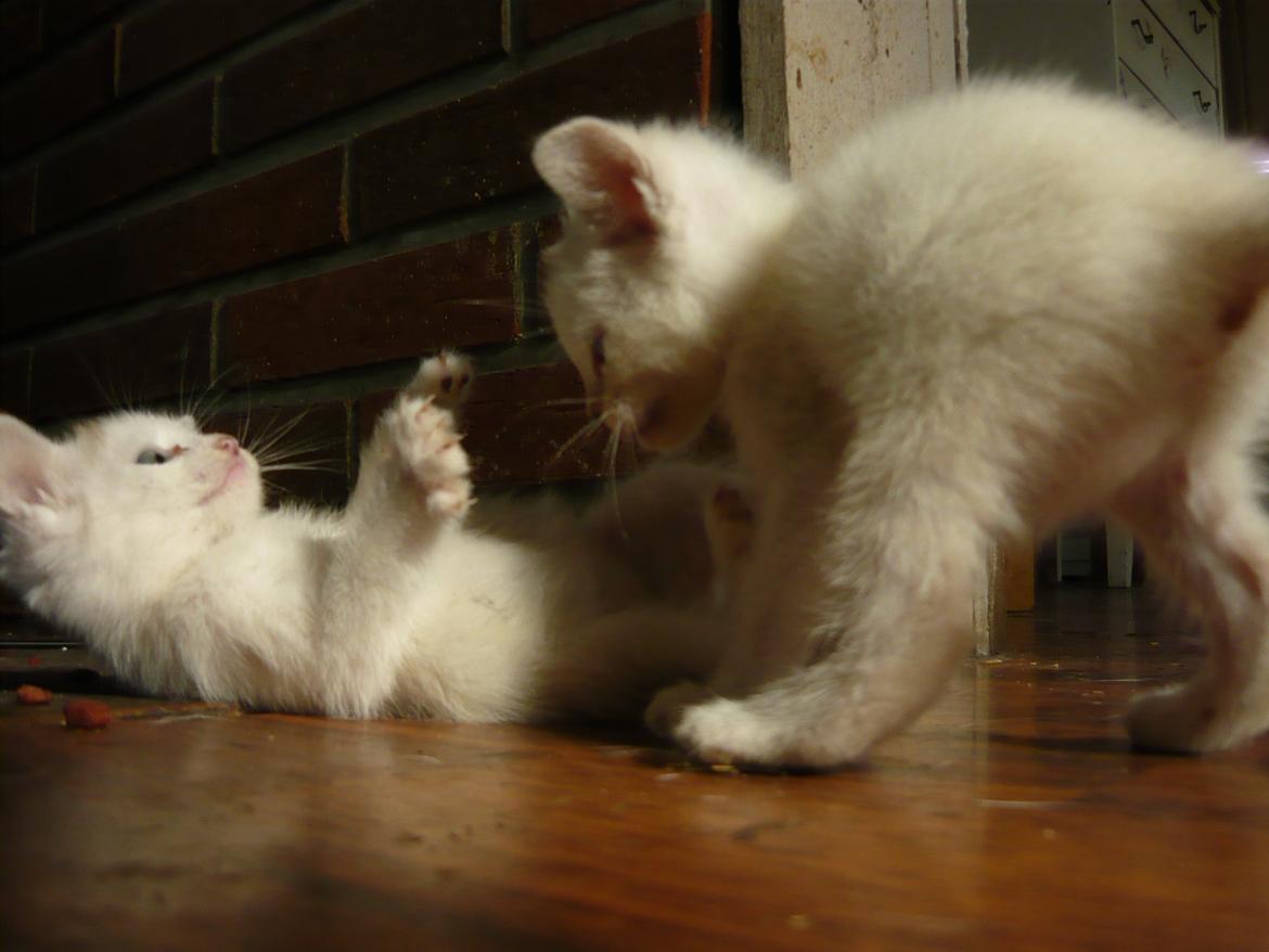toves albino killinger :) billede 75