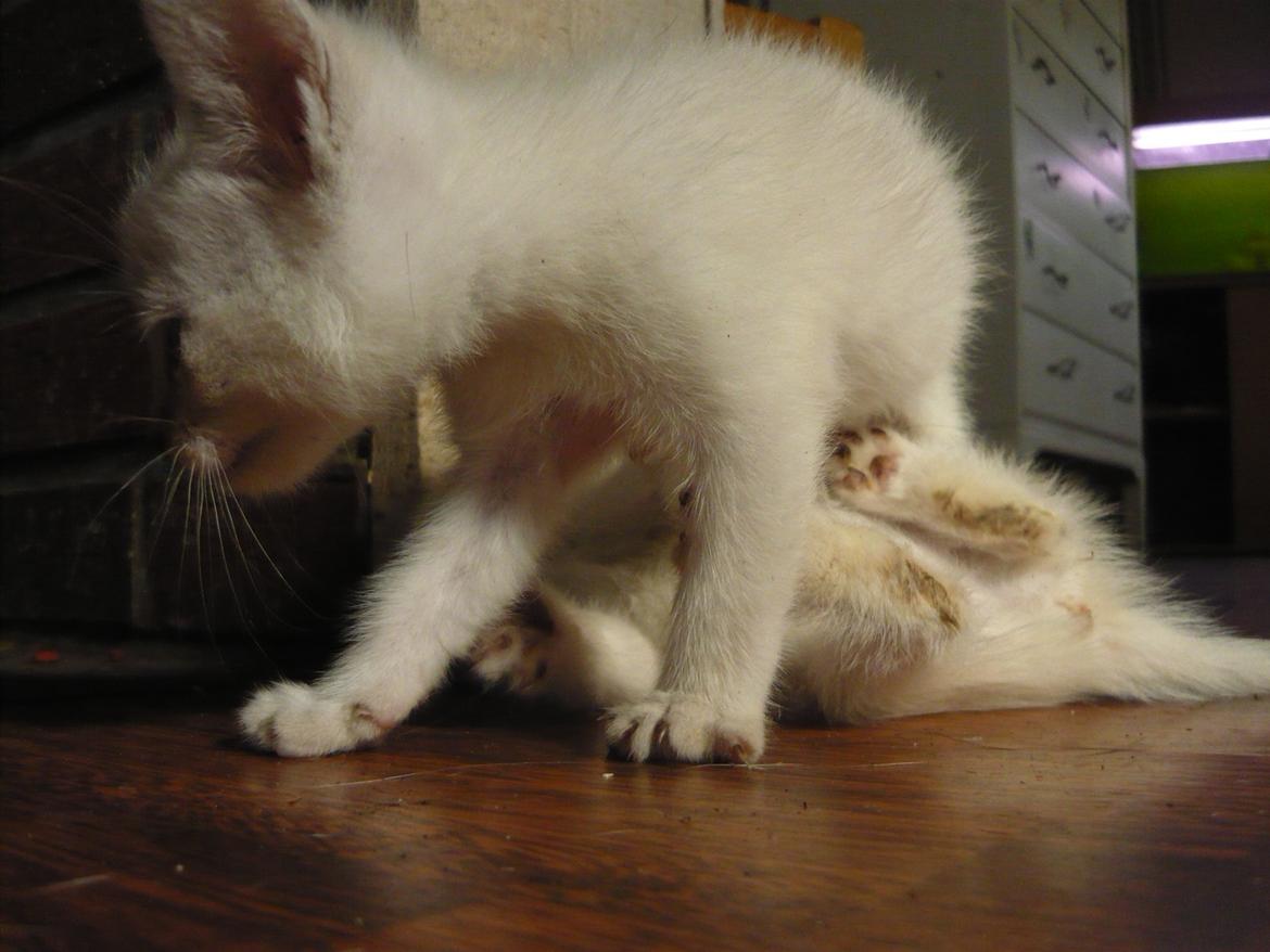 toves albino killinger :) billede 76