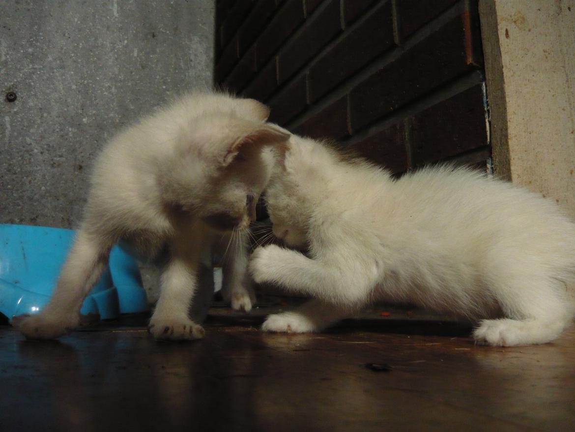 toves albino killinger :) billede 77
