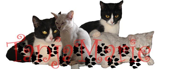 Avatar billeder - Kitty og Adela blandet sammen. billede 6
