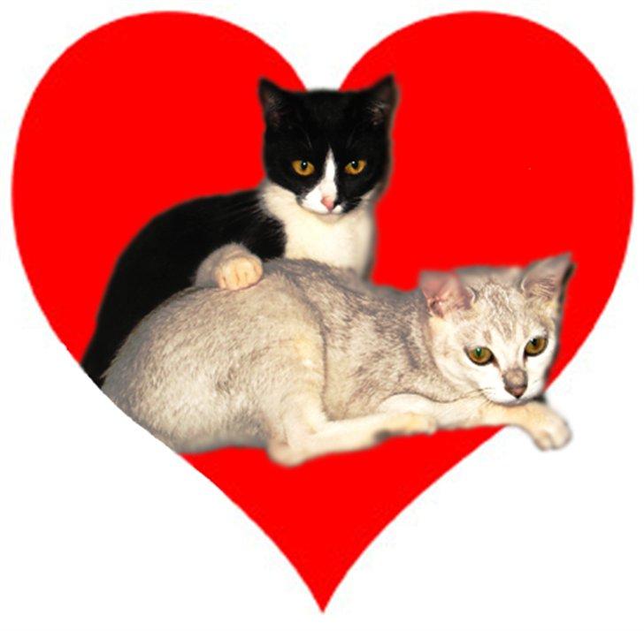 Avatar billeder - Kitty og Adela i hjerte. billede 7