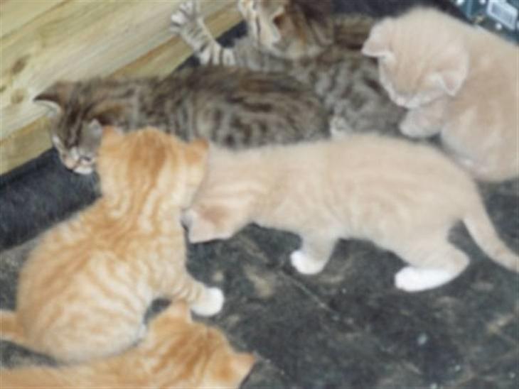 {{currentPhoto.altText}} billede {{currentPhoto.number}}