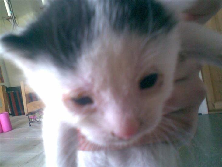 Min lille misser billede 0