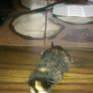 mine killinger