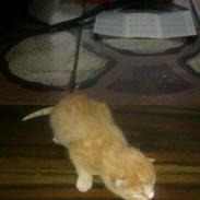 mine killinger