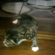 mine killinger