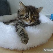 Ludvigh alias Berlioz