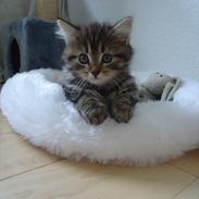 Ludvigh alias Berlioz