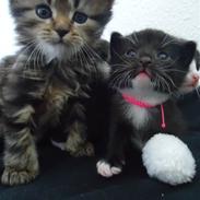 Ludvigh alias Berlioz