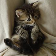 Ludvigh alias Berlioz