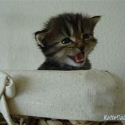 Ludvigh alias Berlioz