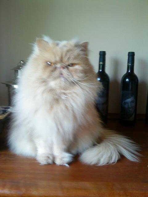 Mine perserkatte billede 10