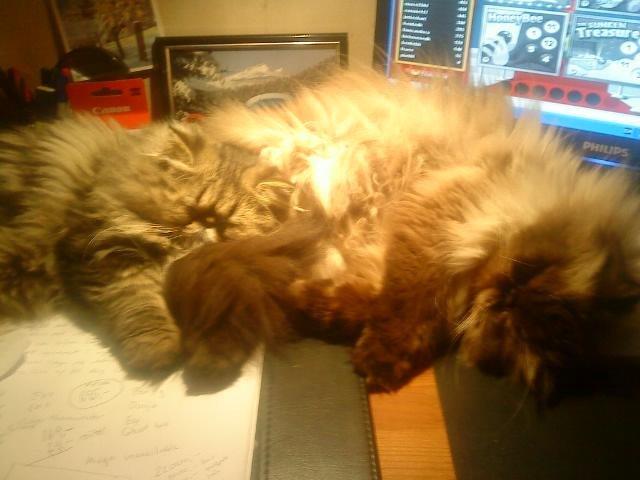 Mine perserkatte billede 11