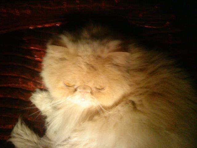 Mine perserkatte billede 13