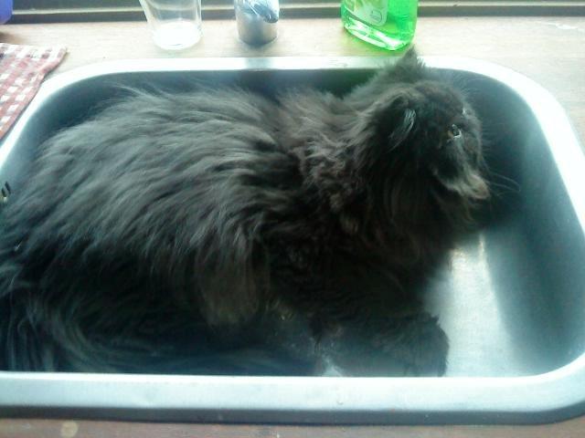 Mine perserkatte billede 14