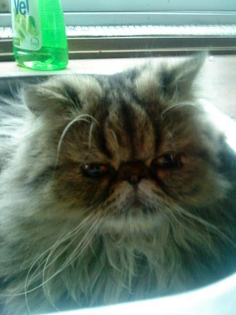 Mine perserkatte billede 15